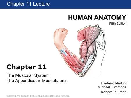 HUMAN ANATOMY Fifth Edition Chapter 1 Lecture Copyright © 2005 Pearson Education, Inc., publishing as Benjamin Cummings Chapter 11 Lecture Chapter 11 The.