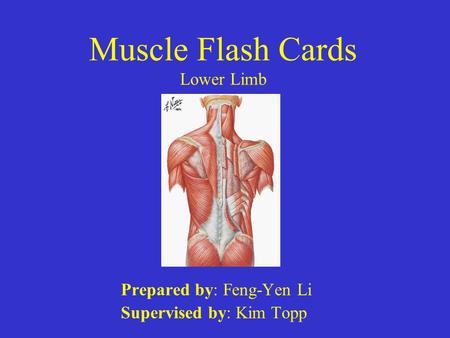 Muscle Flash Cards Lower Limb
