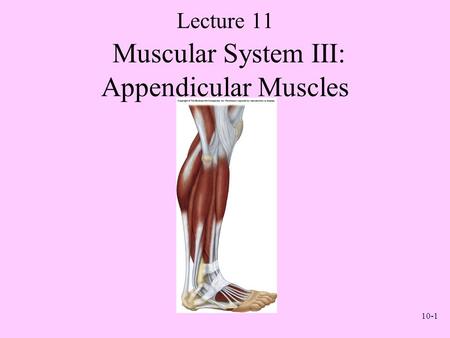 Lecture 11 Muscular System III: Appendicular Muscles