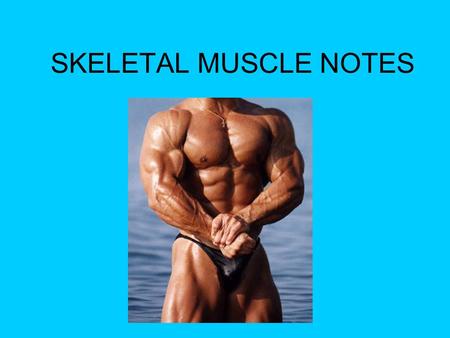 SKELETAL MUSCLE NOTES.