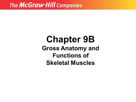 Gross Anatomy and Functions of Skeletal Muscles