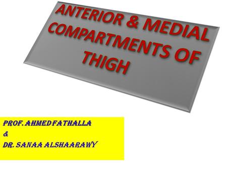 ANTERIOR & MEDIAL COMPARTMENTS OF THIGH