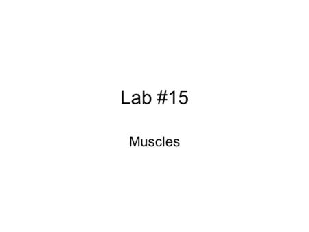 Lab #15 Muscles.