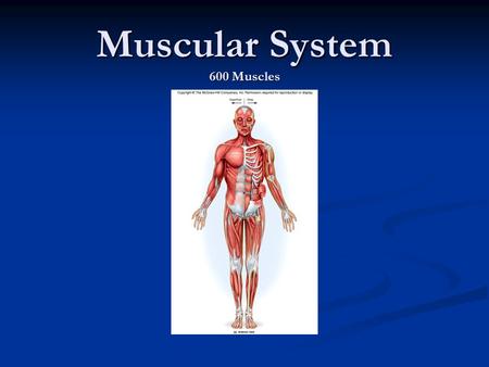 Muscular System 600 Muscles