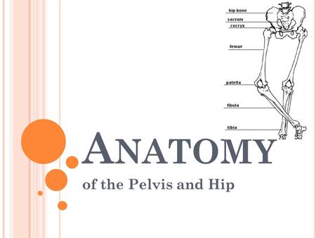A NATOMY of the Pelvis and Hip. B ONY A NATOMY OF THE H IP Hip is formed by the junction of the femur and the pelvic girdle This articulation, formed.