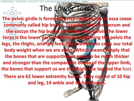 The Lower Torso The pelvic girdle is formed by two coxal bones or ossa coxae commonly called hip bones. Together with the sacrum and the coccyx the hip.