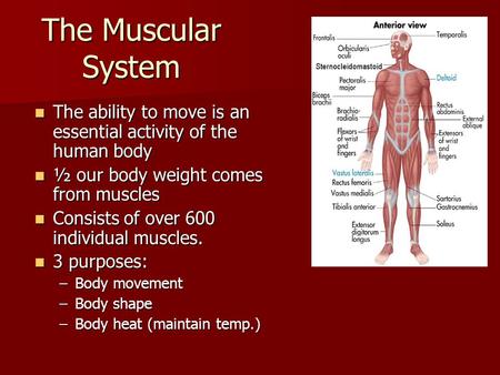 The Muscular System The ability to move is an essential activity of the human body ½ our body weight comes from muscles Consists of over 600 individual.