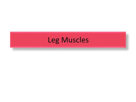 Leg Muscles.