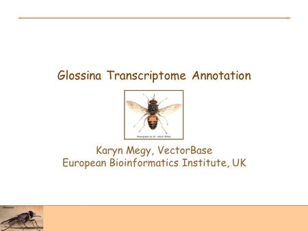 Glossina Transcriptome Annotation Karyn Megy, VectorBase European Bioinformatics Institute, UK.