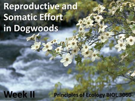 Reproductive and Somatic Effort in Dogwoods Week II Principles of Ecology BIOL 3060.