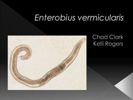  Kingdom: Animalia  Phylum: Nematoda  Family: Oxyuridae  Known more commonly as the “Human Pinworm”  Enterobius gregorii is considered a “sister”