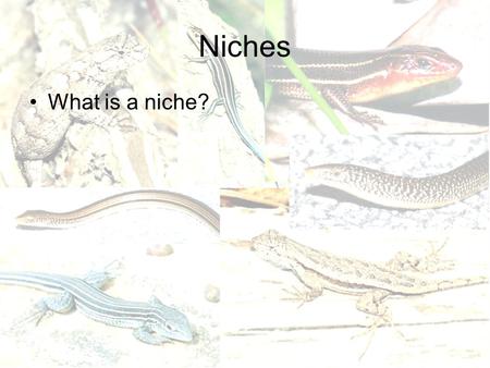 Niches What is a niche?. Niche Theory You can think of it as its ‘address’