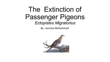 The Extinction of Passenger Pigeons Ectopistes Migratorius By : Jasmine Mohammed.