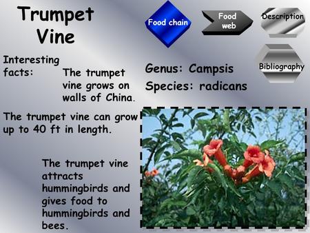 Trumpet Vine Genus: Campsis Species: radicans Interesting facts: Description Food web Food chain The trumpet vine grows on walls of China. The trumpet.
