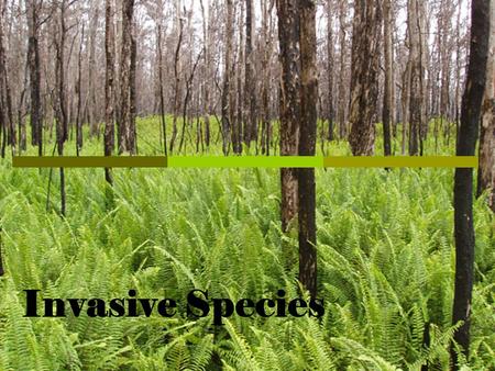Invasive Species.  Invasive plants impact native plant & animal communities by displacing native vegetation and disrupting habitats as they become established.