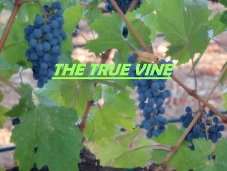THE TRUE VINE. We shall discuss two important questions: A) WHAT ARE THE CONTENTIOUS THEOLOGICAL ISSUES? We shall explore the following.