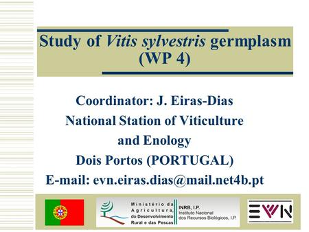 Study of Vitis sylvestris germplasm (WP 4) Coordinator: J. Eiras-Dias National Station of Viticulture and Enology Dois Portos (PORTUGAL)