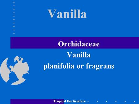 Tropical Horticulture Vanilla Orchidaceae Vanilla planifolia or fragrans.