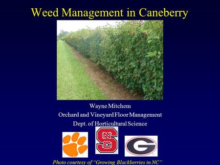 Weed Management in Caneberry Wayne Mitchem Orchard and Vineyard Floor Management Dept. of Horticultural Science Photo courtesy of “Growing Blackberries.