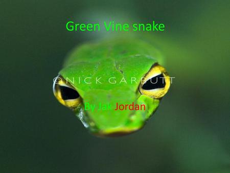 Green Vine snake By Jak Jordan.