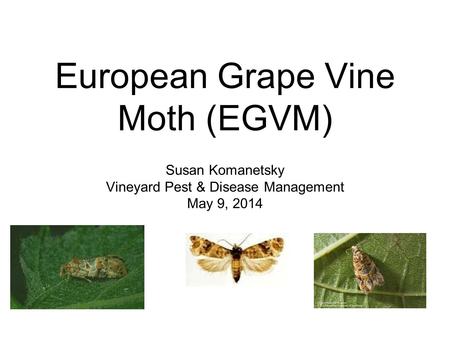 European Grape Vine Moth (EGVM) Susan Komanetsky Vineyard Pest & Disease Management May 9, 2014.