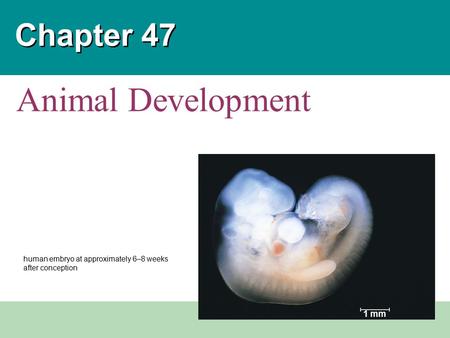 Animal Development Chapter 47 1 mm