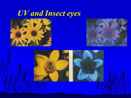 UV and Insect eyes. LIGHT &PHOTOSYNTHESIS Spectrum.