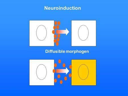 Neuroinduction Diffusible morphogen.