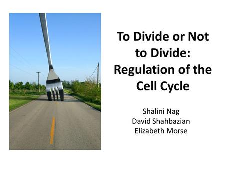 To Divide or Not to Divide: Regulation of the Cell Cycle Shalini Nag David Shahbazian Elizabeth Morse.