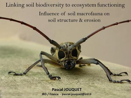 Linking soil biodiversity to ecosystem functioning Influence of soil macrofauna on soil structure & erosion Pascal JOUQUET IRD / France -