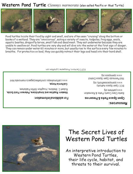 The Secret Lives of Western Pond Turtles An interpretive introduction to Western Pond Turtles, their life cycle, habitat, and threats to their survival.
