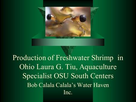 Production of Freshwater Shrimp in Ohio Laura G. Tiu, Aquaculture Specialist OSU South Centers Bob Calala Calala’s Water Haven Inc.