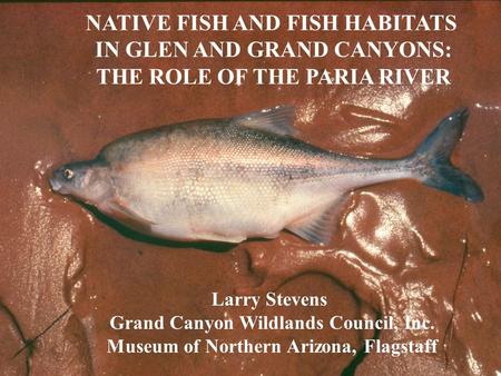 NATIVE FISH AND FISH HABITATS IN GLEN AND GRAND CANYONS: THE ROLE OF THE PARIA RIVER Larry Stevens Grand Canyon Wildlands Council, Inc. Museum of Northern.