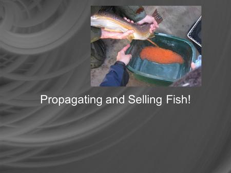 Propagating and Selling Fish!