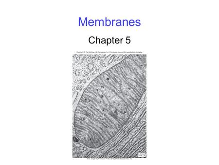 Membranes Chapter 5.