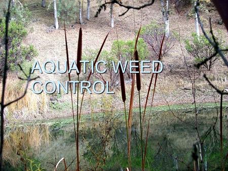 AQUATIC WEED CONTROL. Ponds  14,000 ponds east of highway 17.
