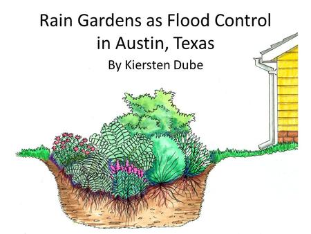 Rain Gardens as Flood Control in Austin, Texas By Kiersten Dube.