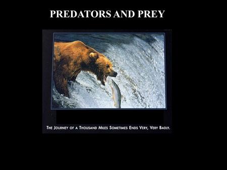 PREDATORS AND PREY. LOOK AT THREE ASPECTS: 1. Decisions made by animals in collecting food 2. Behaviour involved in collecting food 3. Ways to avoid being.