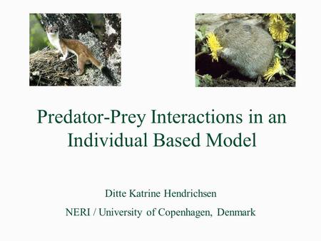 Predator-Prey Interactions in an Individual Based Model Ditte Katrine Hendrichsen NERI / University of Copenhagen, Denmark.