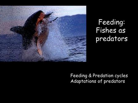 Feeding: Fishes as predators Feeding & Predation cycles Adaptations of predators.