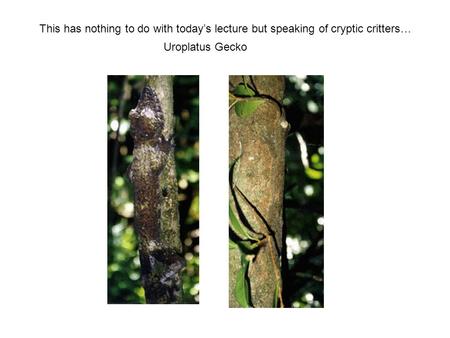 Uroplatus Gecko This has nothing to do with today’s lecture but speaking of cryptic critters…
