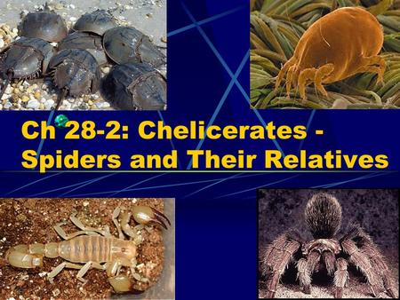 Ch 28-2: Chelicerates - Spiders and Their Relatives.