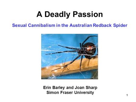 1 A Deadly Passion Sexual Cannibalism in the Australian Redback Spider Erin Barley and Joan Sharp Simon Fraser University 1.