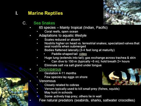 Marine Reptiles Sea Snakes