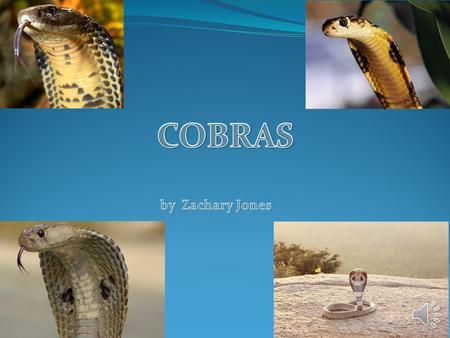 COBRAS by Zachary Jones.