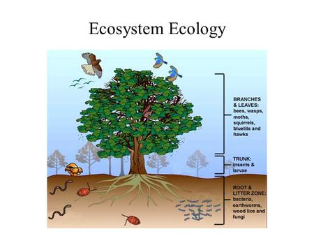 Ecosystem Ecology. Basic ecosystem - nutrient cycling in red, energy flow in grey.