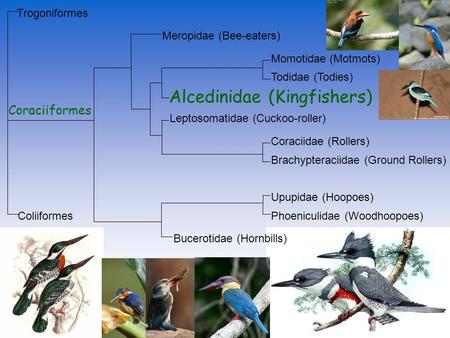 Alcedinidae (Kingfishers) Meropidae (Bee-eaters) Coraciiformes Momotidae (Motmots) Todidae (Todies) Leptosomatidae (Cuckoo-roller) Coraciidae (Rollers)