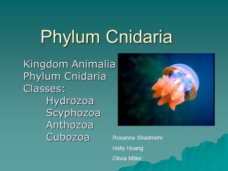 Phylum Cnidaria Kingdom Animalia Phylum Cnidaria Classes:HydrozoaScyphozoaAnthozoaCubozoa Roxanna Shadmehr Holly Hoang Olivia Miller.