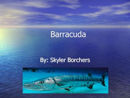 Barracuda By: Skyler Borchers. Table of Contents Slide 3-Barracuda Slide 3-Barracuda Slide 4-How are Children and Adults Alike and Different? Slide 4-How.