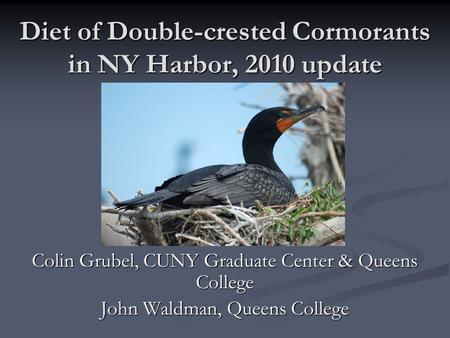Diet of Double-crested Cormorants in NY Harbor, 2010 update Colin Grubel, CUNY Graduate Center & Queens College John Waldman, Queens College.